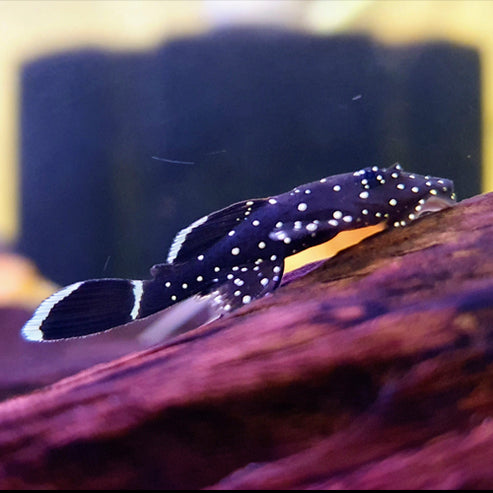 Peppermint Bristlenose (aka L181) 3-4cm and 5-6.5cm – Lord Pleco